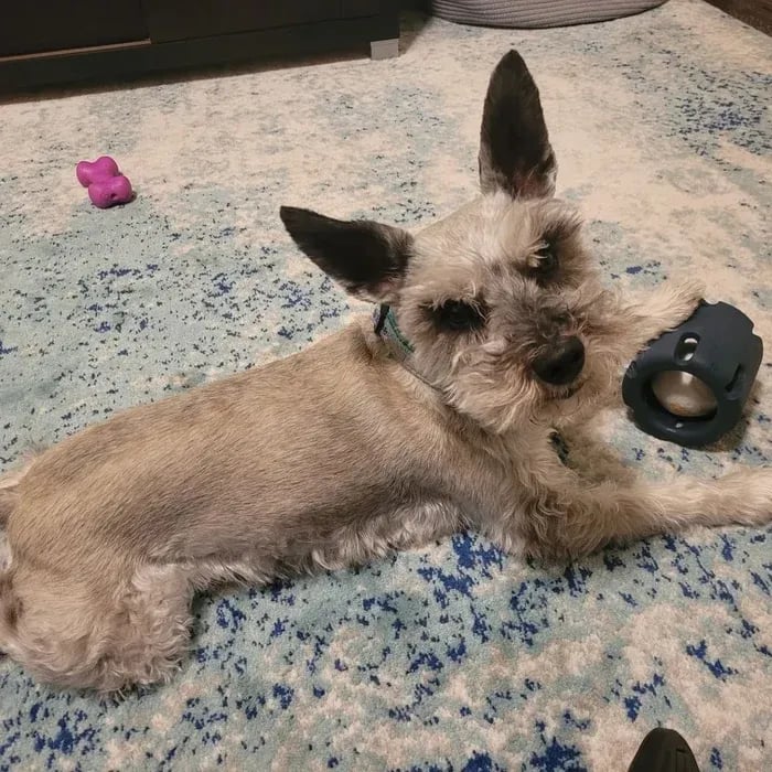 🎁Tennis Tumble Puzzle Toy