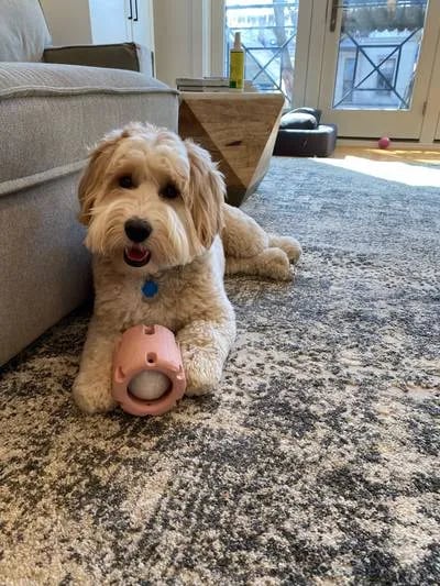 🎁Tennis Tumble Puzzle Toy