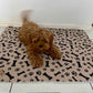 🐶😸Premium Reusable Super Absorbent PuppyPad🐾 (Kitten & Other Pets)